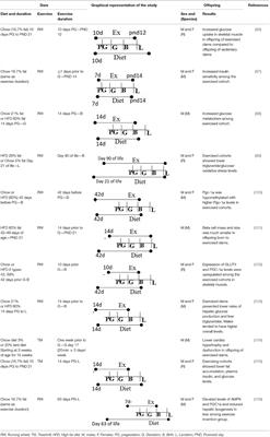 Maternal Obesity: A Focus on Maternal Interventions to Improve Health of Offspring